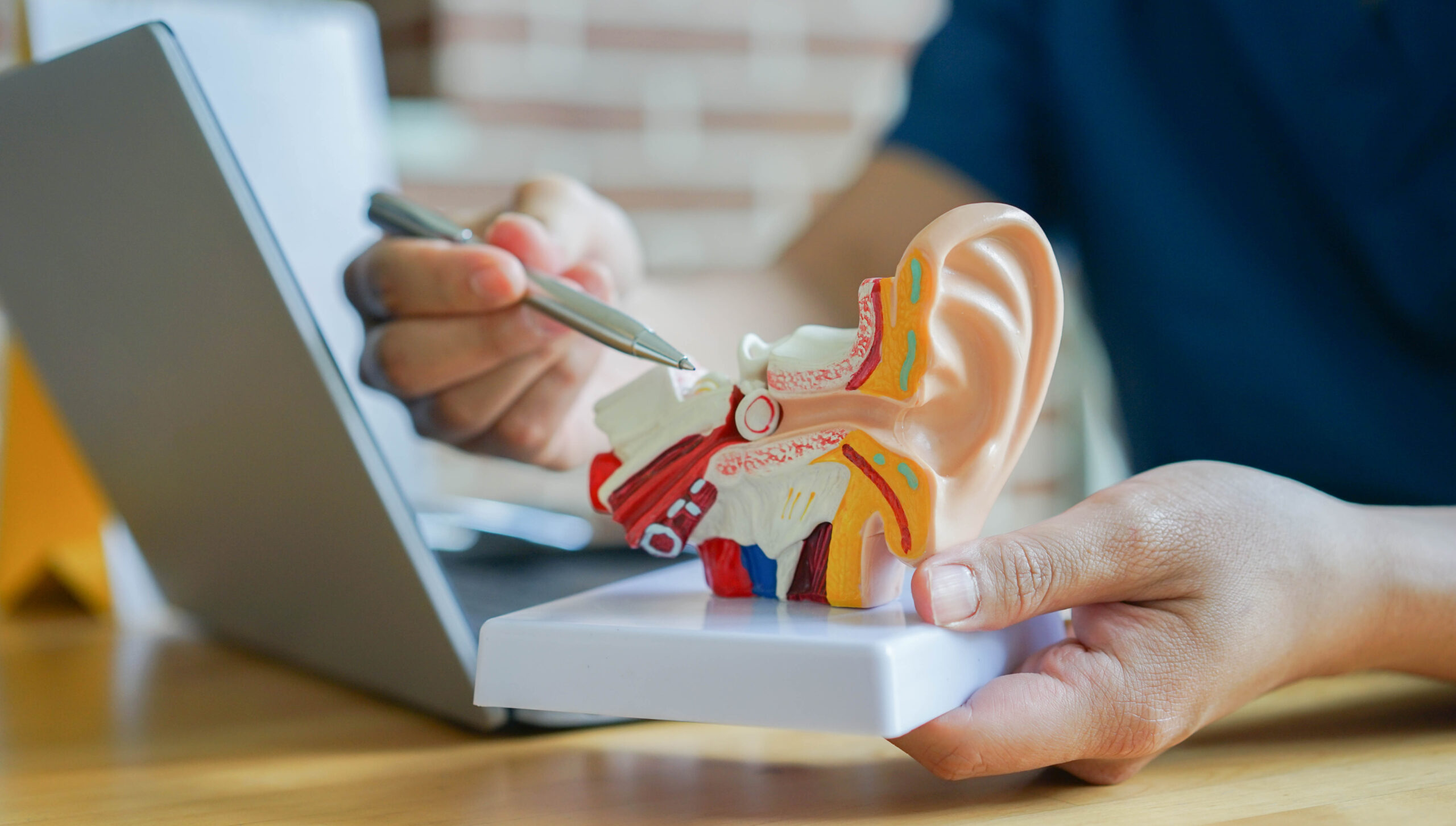 Candid Hearing: Explaining Ear Anatomy for Hearing Health